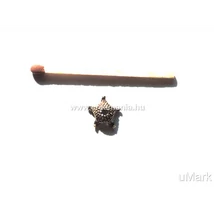 Gyöngykupak domború ötszögű