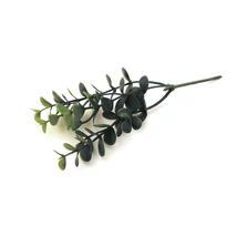 Selyemvirág bukszuság