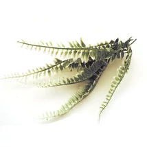 Selyemvirág páfrányág fehér