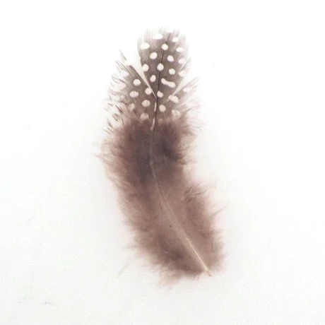 Gyöngytyúk toll, 12 cm (10 db)